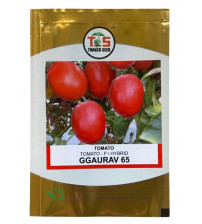 Tomato GGaurav-65